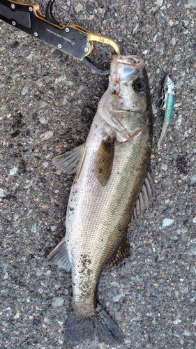 セイゴ（マルスズキ）の釣果