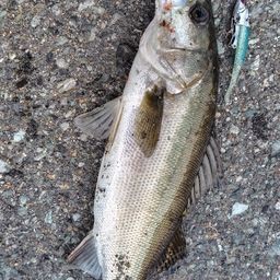 セイゴ（マルスズキ）