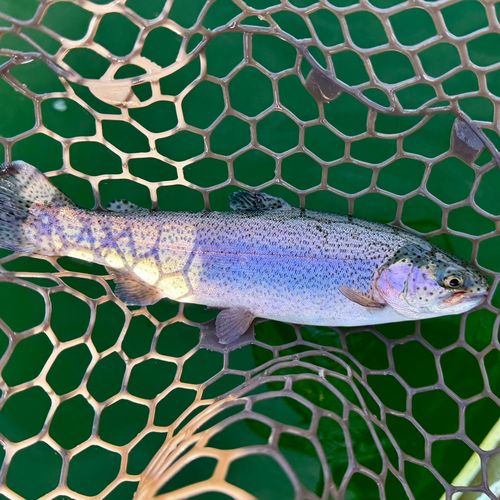 ニジマスの釣果