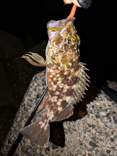 カサゴの釣果