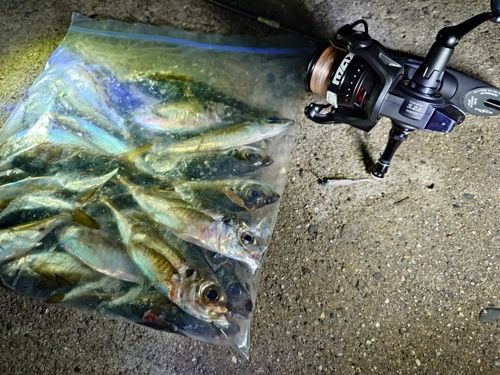 アジの釣果
