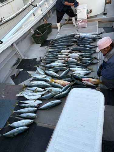 コシナガマグロの釣果