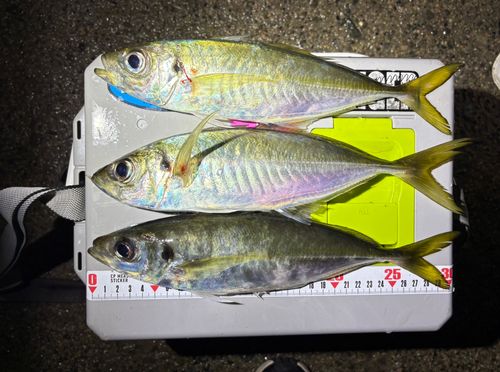 マアジの釣果