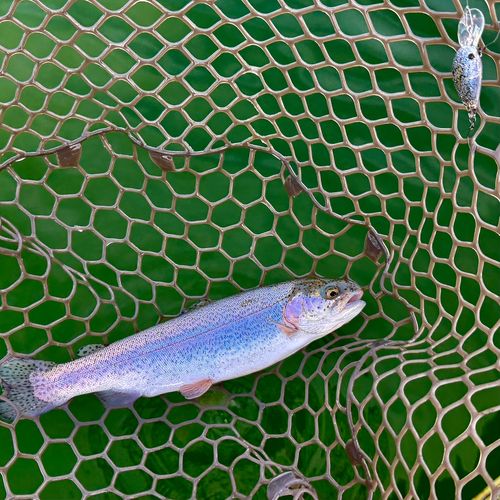 ニジマスの釣果