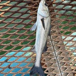 フッコ（マルスズキ）