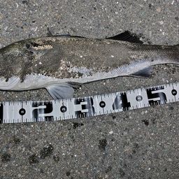 セイゴ（マルスズキ）