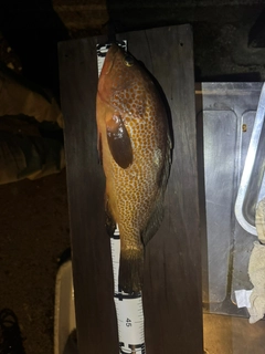 キジハタの釣果