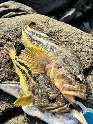 シマゾイの釣果