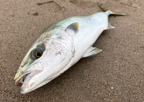 三陸海岸（宮城）