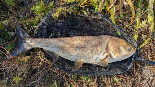 ハクレンの釣果