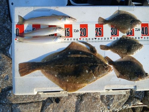イシガレイの釣果