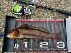 アイナメの釣果