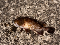 アラカブの釣果