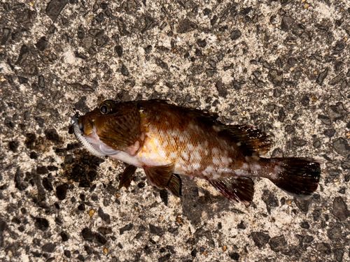 アラカブの釣果