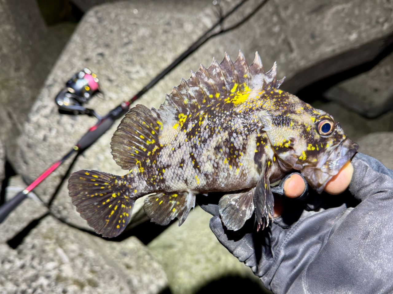 オウゴンムラソイ