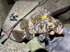 オウゴンムラソイの釣果