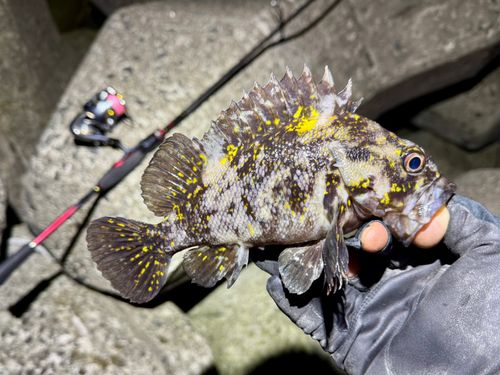 オウゴンムラソイの釣果