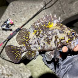 オウゴンムラソイ