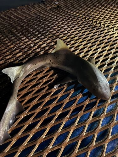 本牧海づり施設