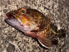 アラカブの釣果