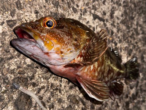 アラカブの釣果