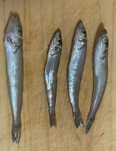 シロギスの釣果