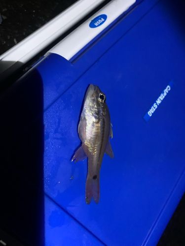 クロホシイシモチの釣果