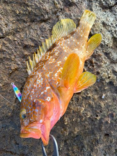 キジハタの釣果