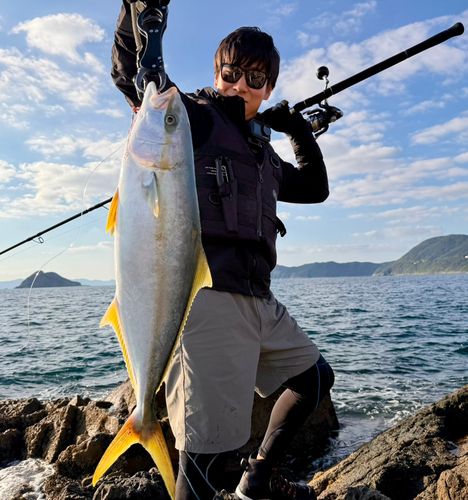 ヒラマサの釣果