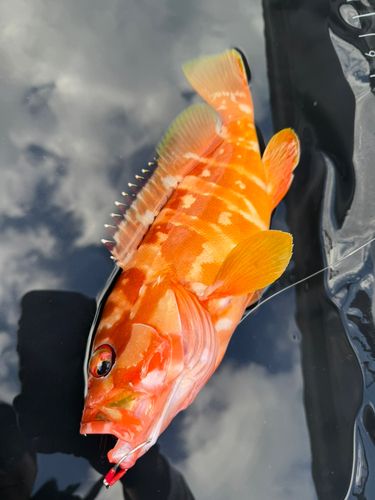 アカハタの釣果