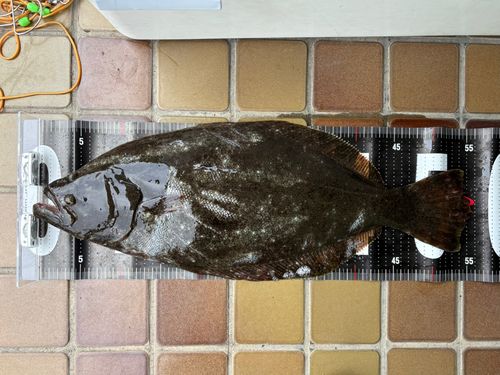 ヒラメの釣果