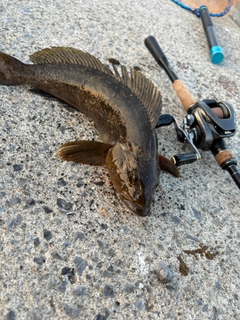 アイナメの釣果