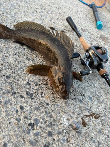 アイナメの釣果