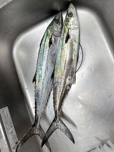 サゴシの釣果