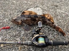 アブラコの釣果