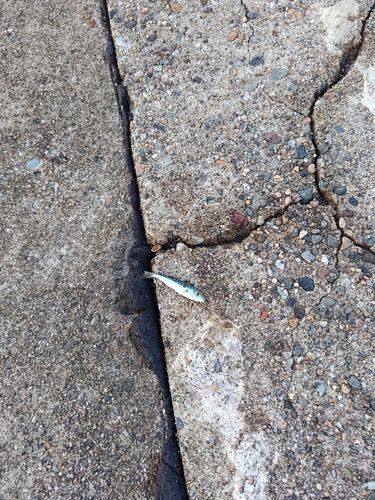 クサフグの釣果