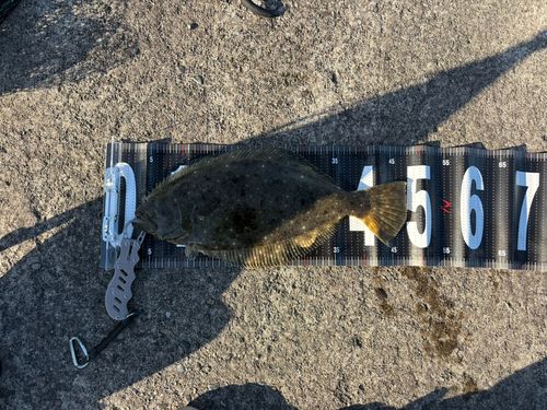 ヒラメの釣果
