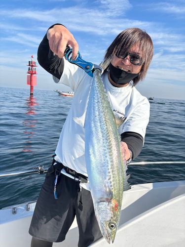 サワラの釣果