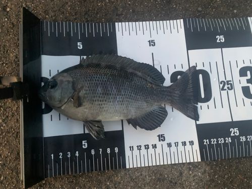 小名浜港市場前