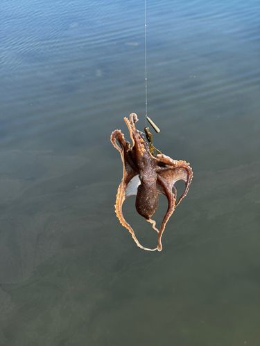 イイダコの釣果