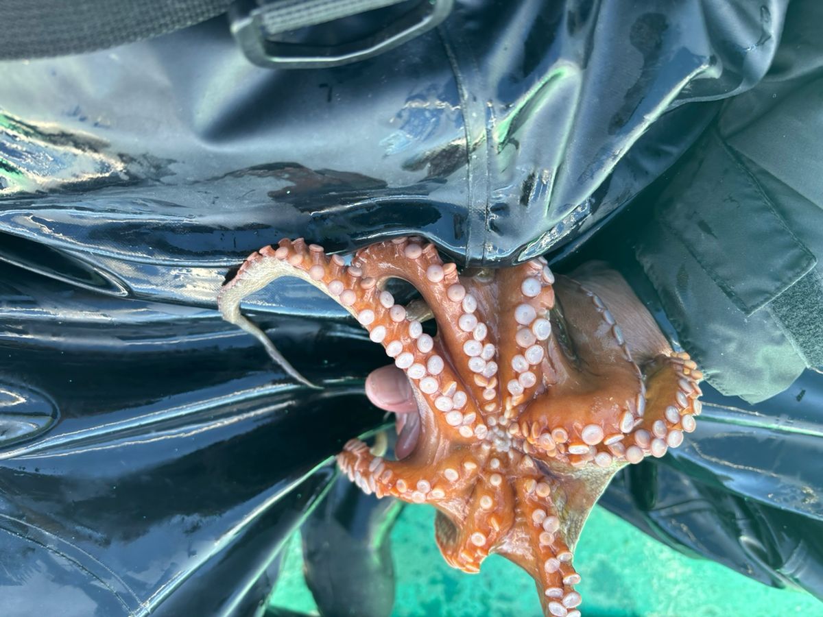 MASA47さんの釣果 1枚目の画像