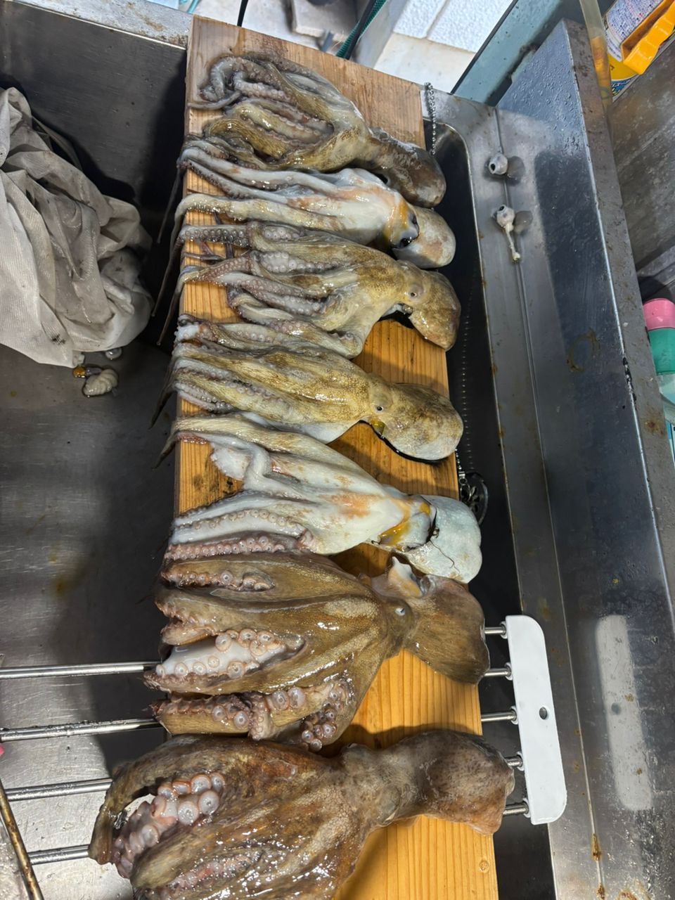 MASA47さんの釣果 2枚目の画像