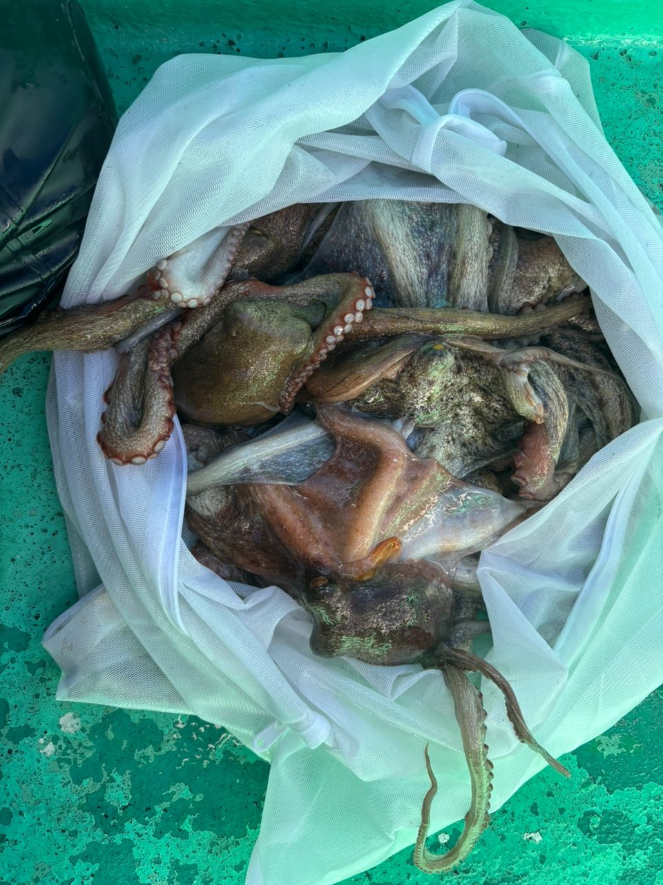 MASA47さんの釣果 3枚目の画像