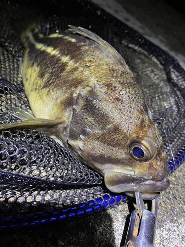 シマソイの釣果