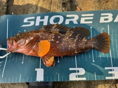 キジハタの釣果