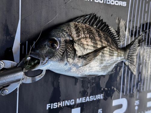 チヌの釣果