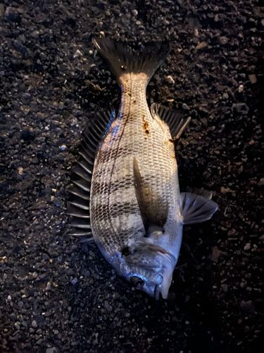 クロダイの釣果