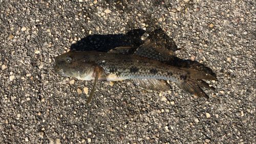 ウロハゼの釣果