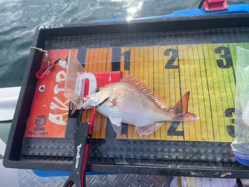 チャリコの釣果