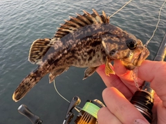 タケノコメバルの釣果